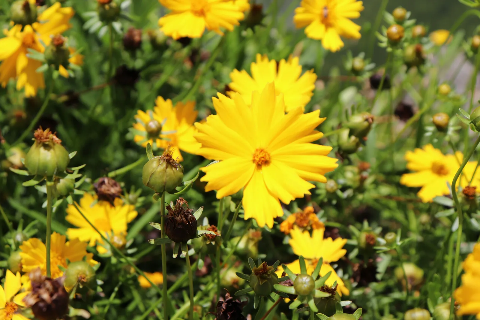 Flower gardens of Boquete, home of the January flower and coffee fair