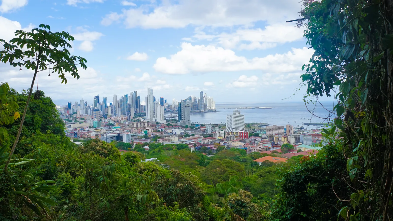 City skyline seen through the green foliage of Cerro Ancón